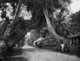 Sri Lanka: A Banyan tree in Kalutara bedecked with epiphytic lianas.